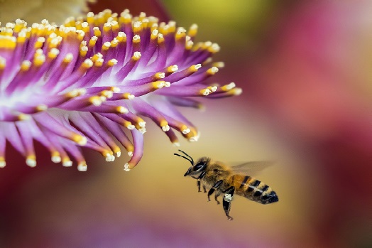 Biene im Blütenanflug